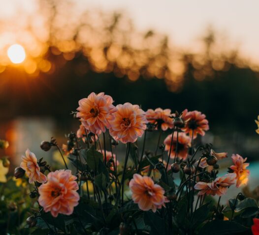 Färgglada dahlior blommar i motljus från en nedgående sol.